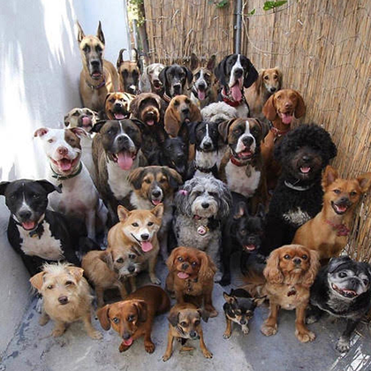 Social Tees Animal Rescue Fundraiser This Saturday