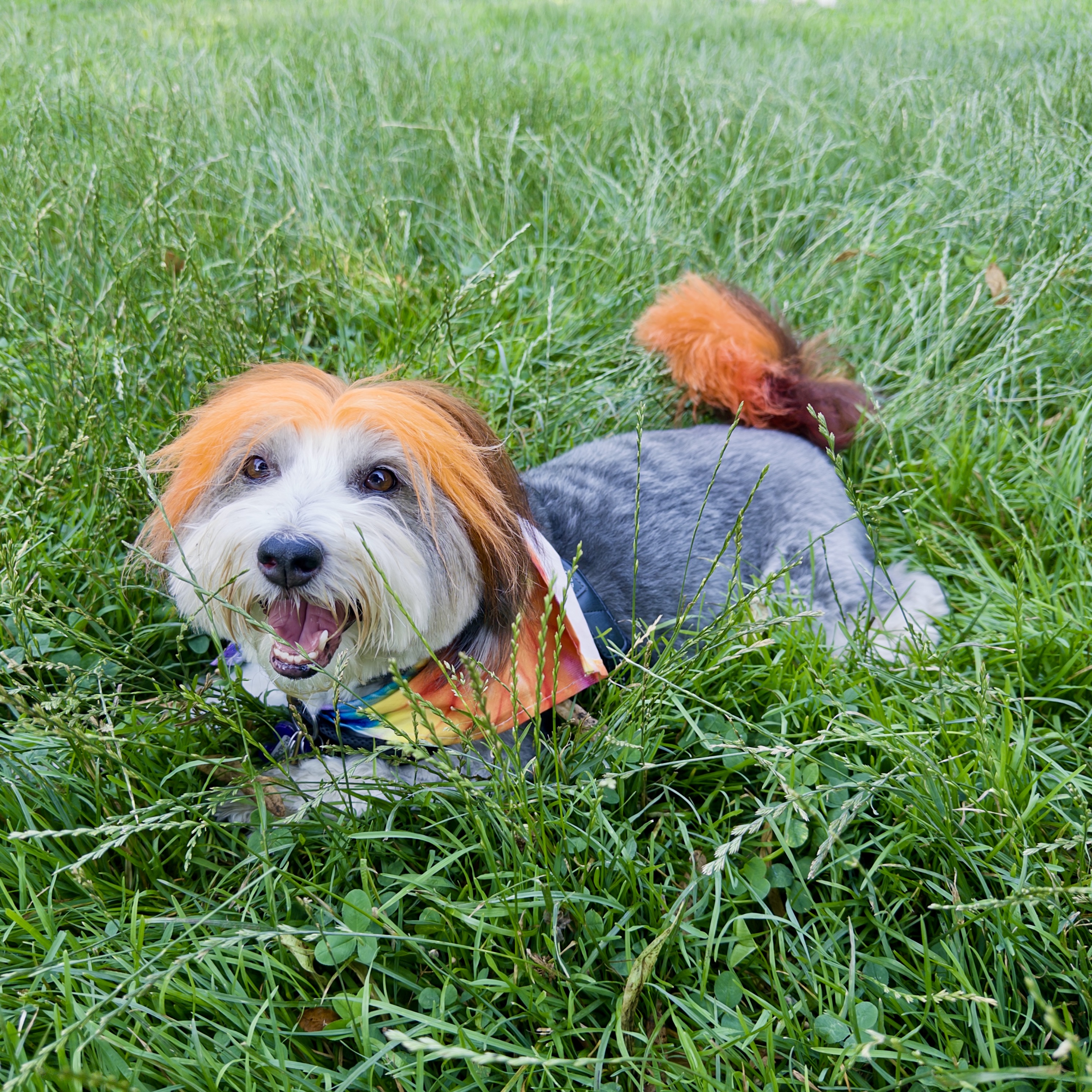 🍊 Have you seen the dog on the new website?